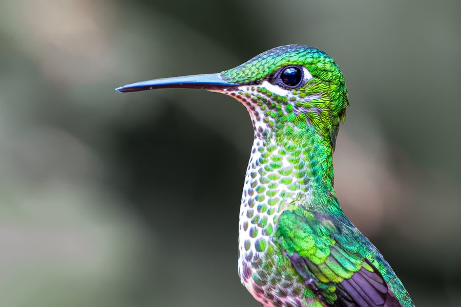 Portrait rapproché d'un colibri brillant fer-de-lance femelle au Costa Rica : plumes vertes irisées en écailles, gorge blanche tachetée, long bec noir