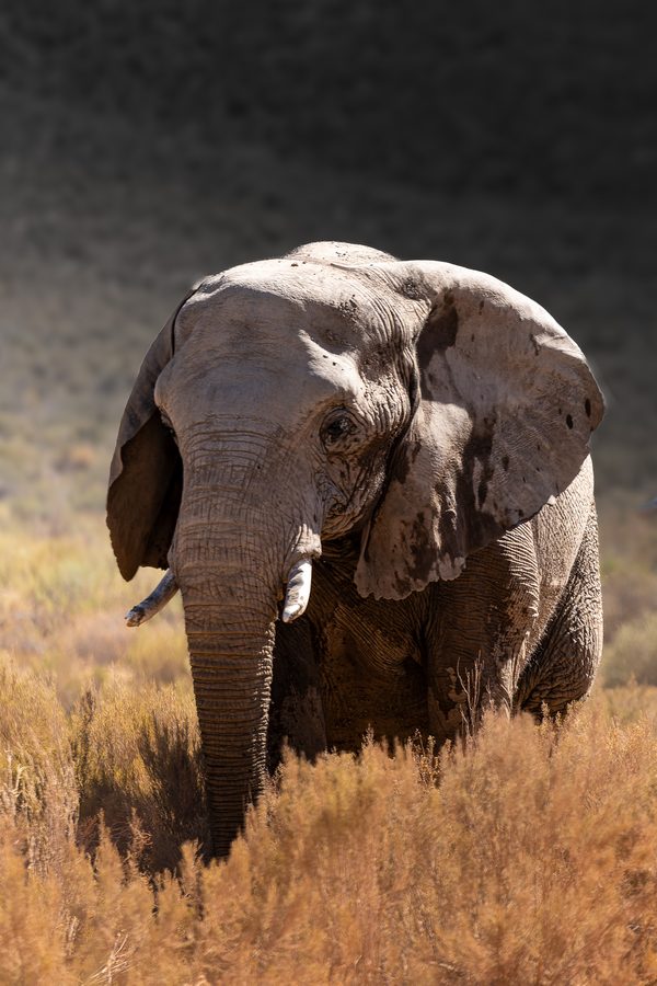 Vieil éléphant marchant dans les herbes dorées du Karoo, The Wanderer, Afrique du Sud
