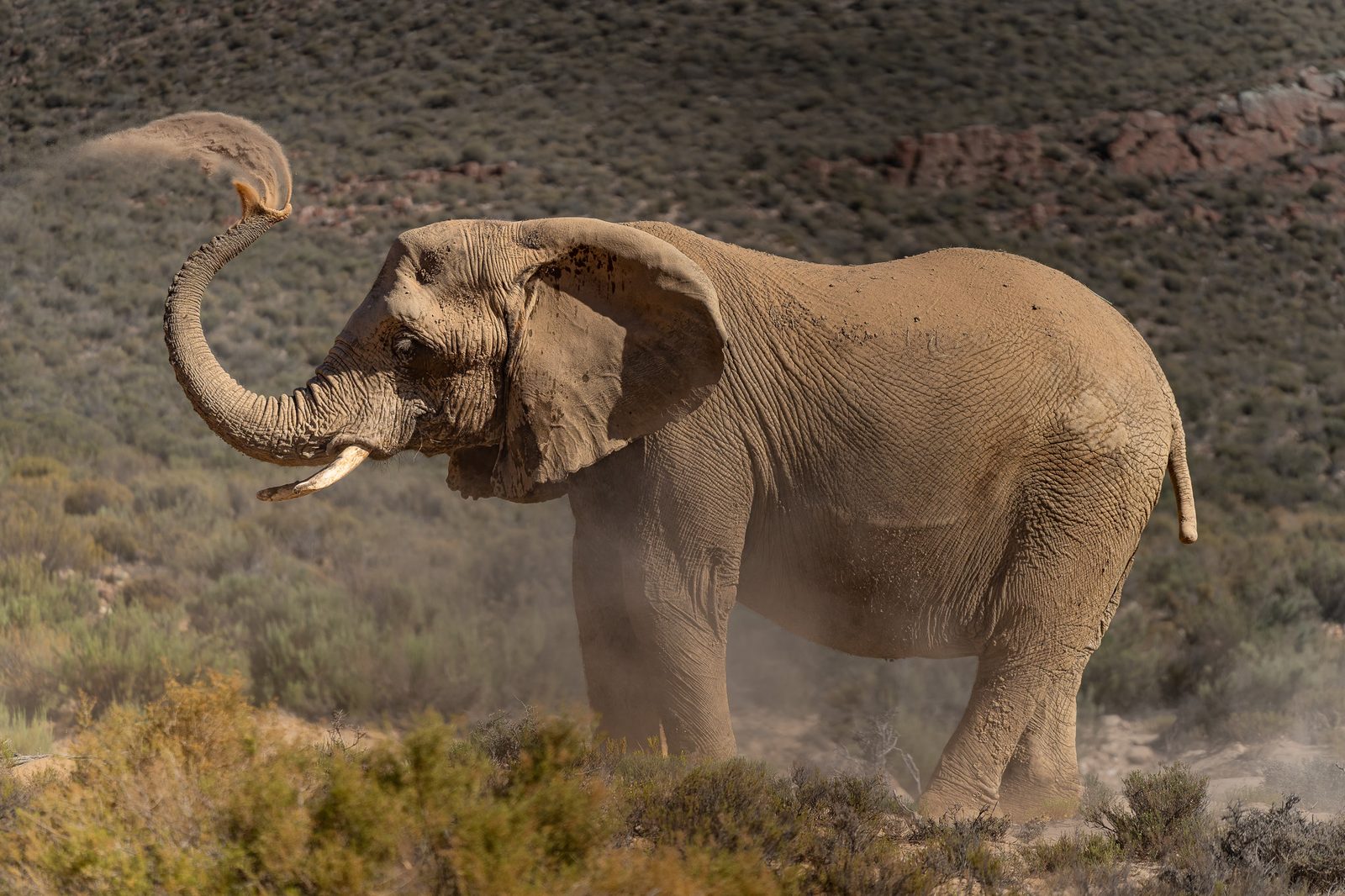 Éléphante projetant de la poussière sur son dos avec sa trompe, Dust Dance, Karoo, Afrique du Sud