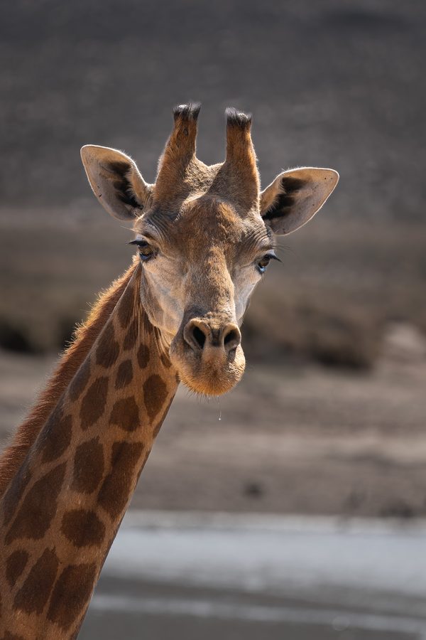 Girafe baissant la tête vers l'objectif, The Gentle Gaze, réserve d'Aquila, Karoo, Afrique du Sud