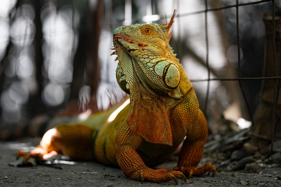 Iguane vert aux couleurs orange cuivré, tête dressée et fanon déployé, Costa Rica