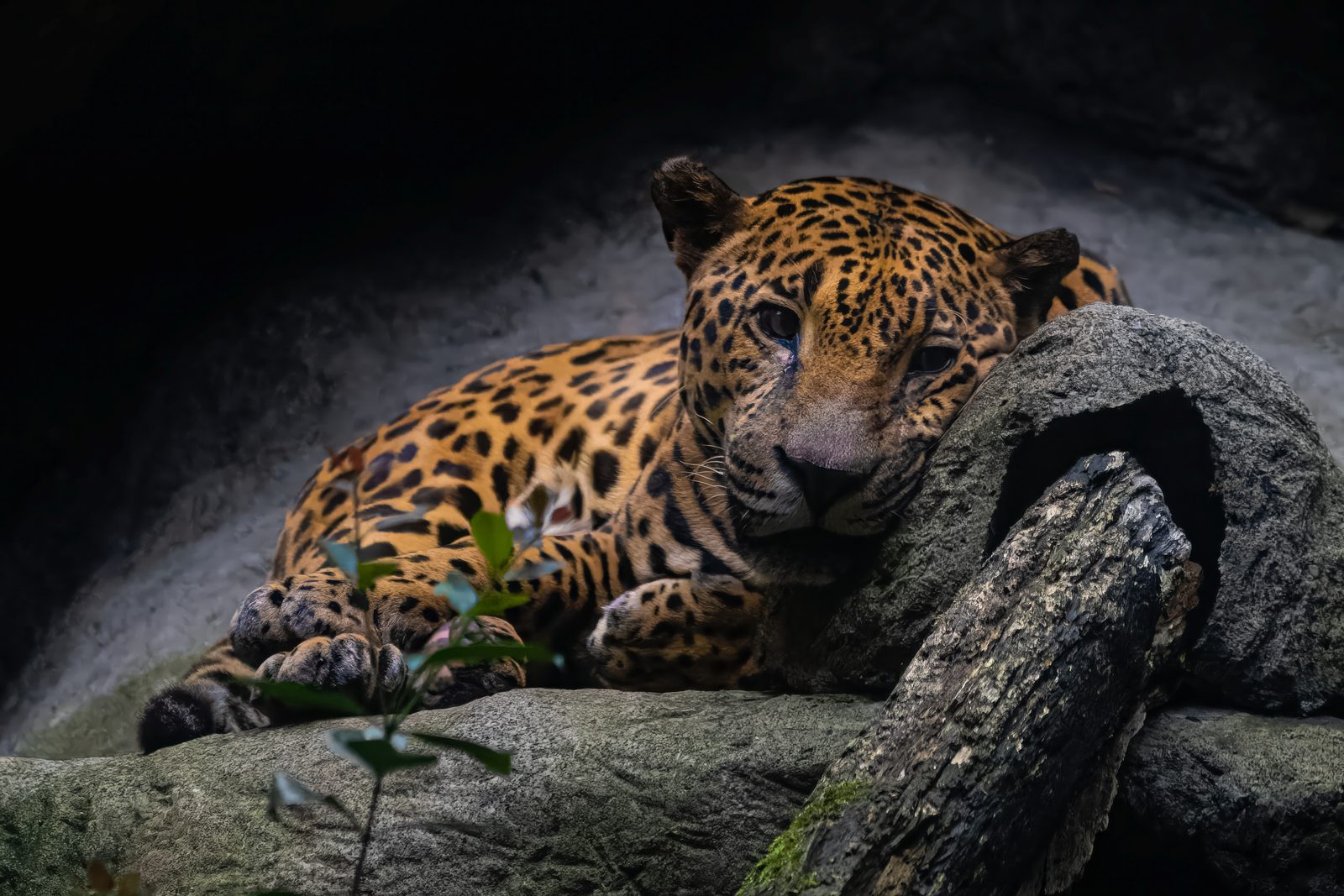 Jaguar couché sur un rocher, la tête appuyée contre un tronc, regard mi-clos dans la pénombre, Costa Rica