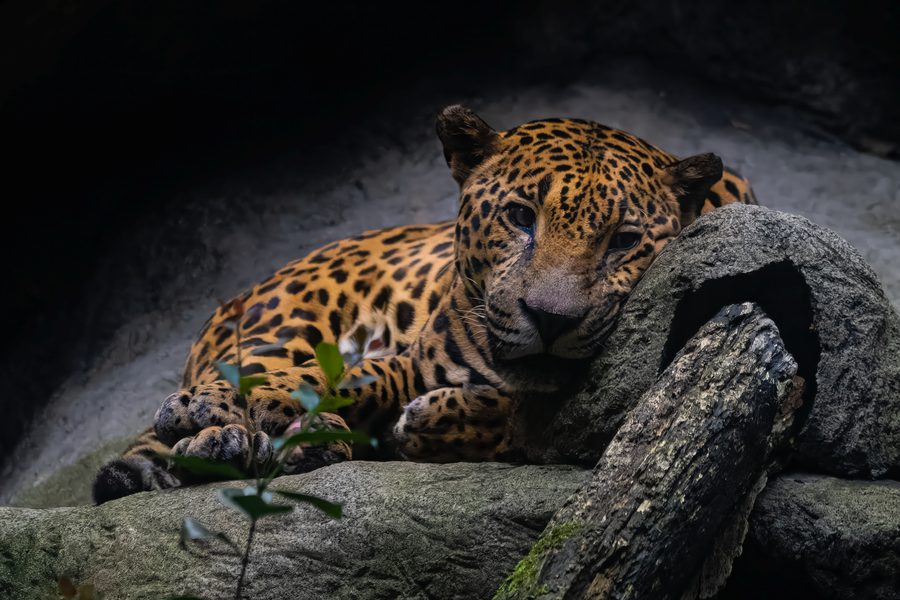 Jaguar couché sur un rocher, la tête appuyée contre un tronc, regard mi-clos dans la pénombre, Costa Rica