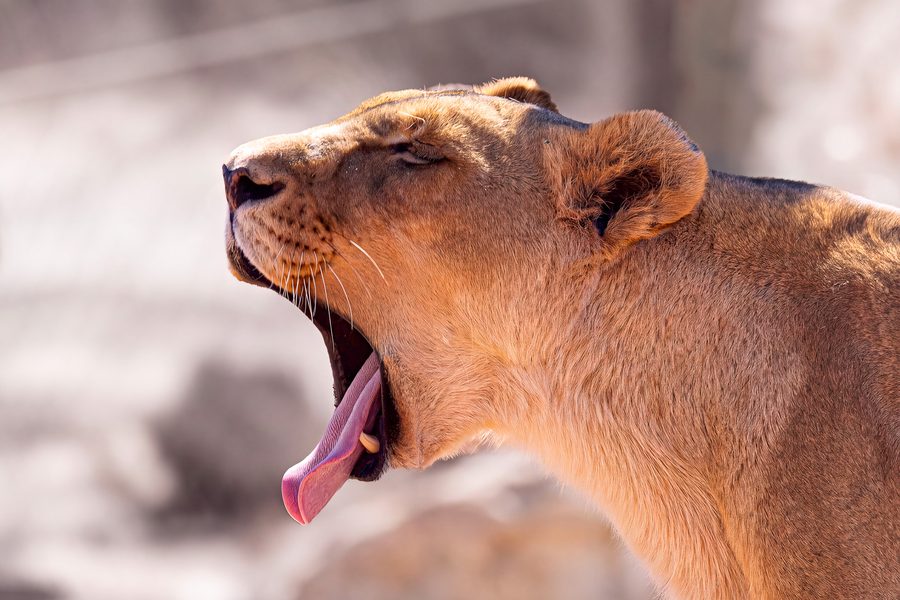 Lionne bâillant dans la lumière chaude de l'après-midi, Lazy Afternoon, réserve d'Aquila, Afrique du Sud