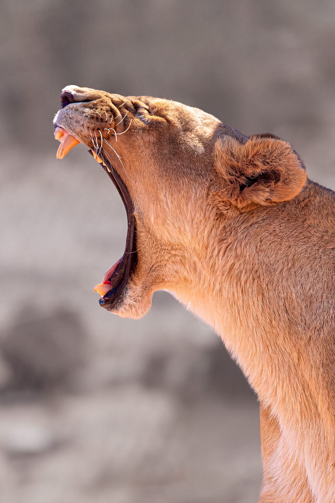 Lionne bâillant tête levée vers le ciel, Queen of the Karoo, réserve d'Aquila, Afrique du Sud