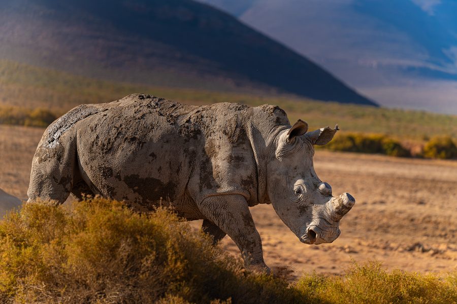 Rhinocéros blanc couvert de boue séchée dans le fynbos doré, Mud & Mountains, réserve d'Aquila, Afrique du Sud