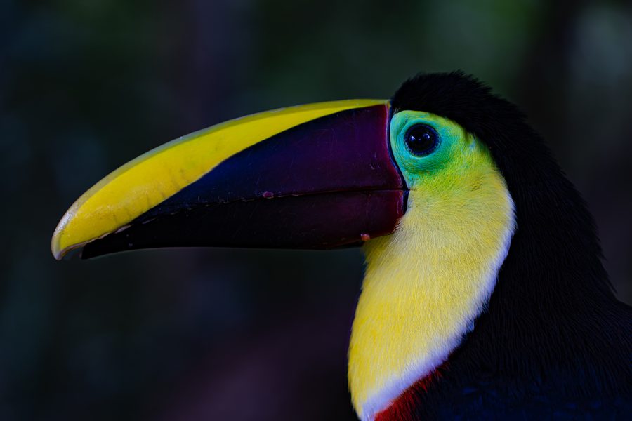 Profil d'un toucan tocard au Costa Rica : bec jaune et bordeaux, gorge jaune vif et œil cerclé de vert sur fond de forêt sombre